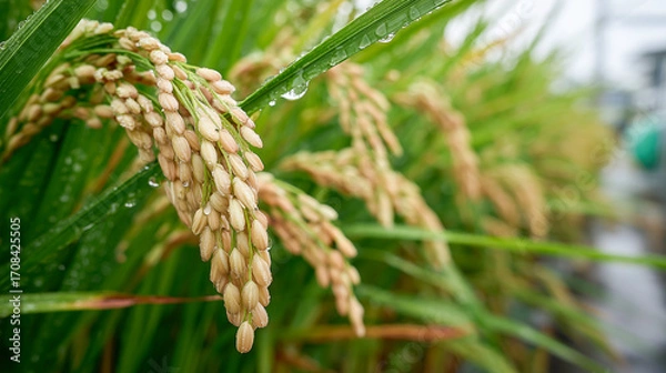 Fototapeta 実った稲穂