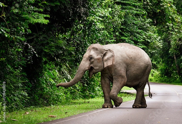 Fototapeta Thai elephant on concrete roadway at Khao Yai National Park, Thailand. Protect the endangered species such as elephant, Conservation of wildlife and nature concept.