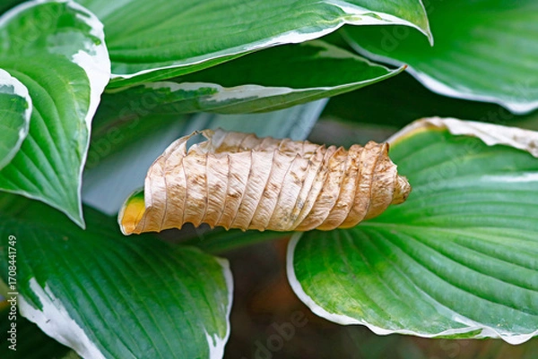 Obraz Funkienblätter im Herbst