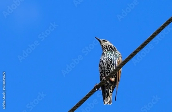 Obraz Stare auf der Leitung