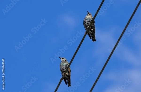 Obraz Stare auf der Leitung