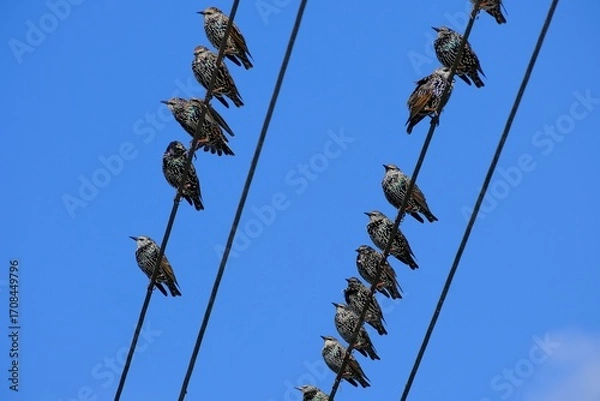 Obraz Stare auf der Leitung