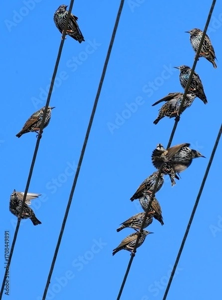 Obraz Stare auf der Leitung