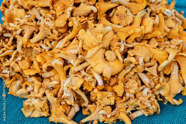 Fototapeta Yellow chanterelle mushrooms at a grocery market, selective focus. Autumn wild mushroom harvest.