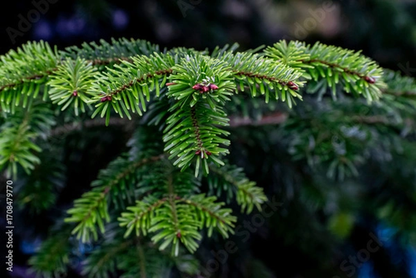 Fototapeta natural fir branches without decorations for a Christmas background, selective focus. forest green backdrop