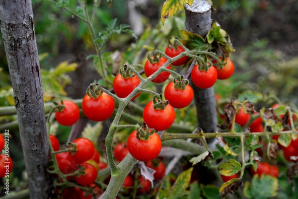 Fototapeta Beautiful red ripe cherry tomatoes