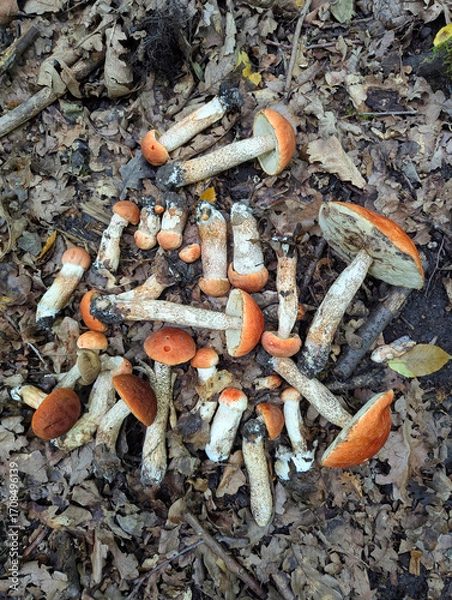Fototapeta Edible picked aspen mushrooms in the forest, view from above. Beautiful natural background with brightly colored mushrooms and dry oak leaves. Mushroom picking.