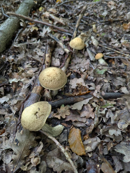 Fototapeta Edible boletus mushrooms in the forest. Beautiful natural background with mushrooms and oak leaves. Mushroom picking.