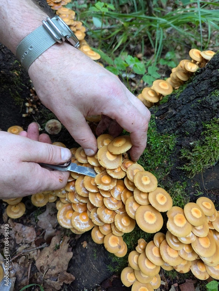 Fototapeta Edible honey fungi (Kuehneromyces mutabilis) grow on a tree in the forest. A man's hands cut the mushrooms with a knife. Mushroom picking.