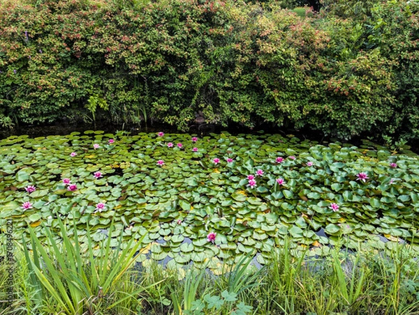 Fototapeta Pink lotus flowers in a pond and viburnum bushes in a park garden in summer.
