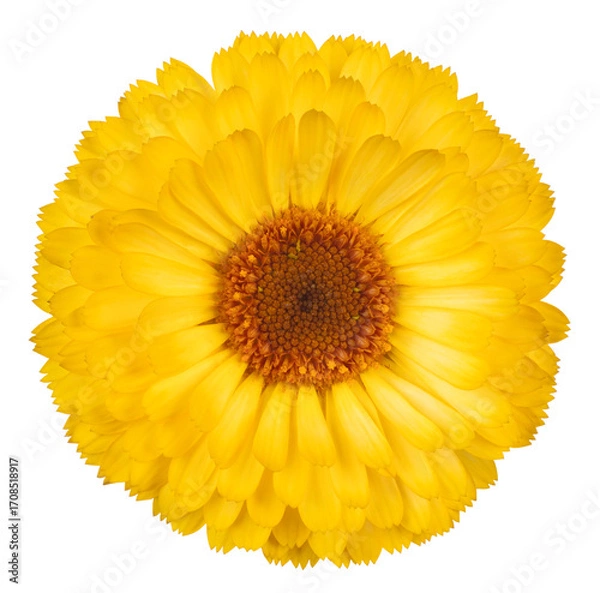 Obraz marigold flower isolated