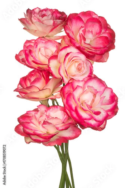 Obraz rose flower isolated