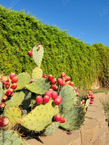 Fototapeta Closeup of or Opuntia Ficus-indica or Prickly Pear cactus cladodes with bright pinky reddish fruits, also known as tunas or prickly pears in summer