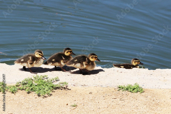 Fototapeta A group of waddling Mallard ducklings waddling at the very edge of calm, green-tinged lake shore