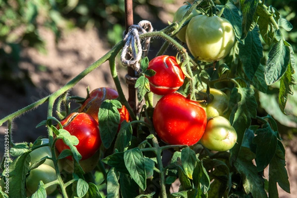 Obraz red cherry tomatoes