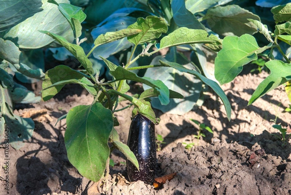 Fototapeta eggplants in the garden