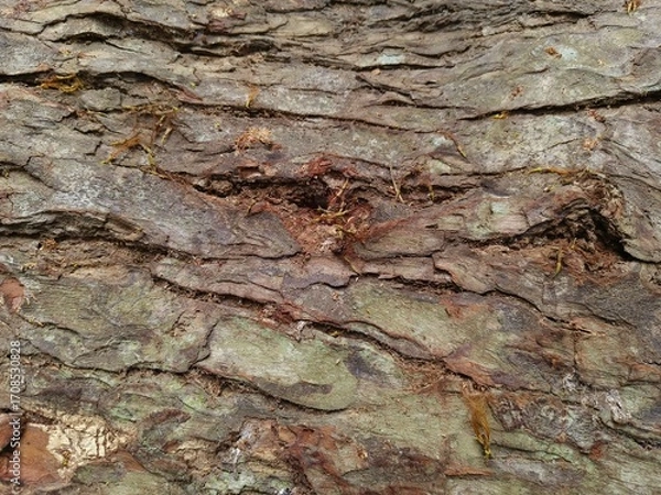 Fototapeta Close-up photo of textured tree bark with natural cracks, moss, and earthy tones.