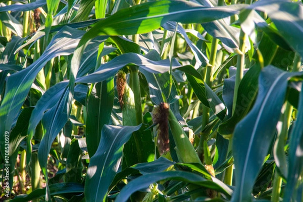 Obraz corn on the cob