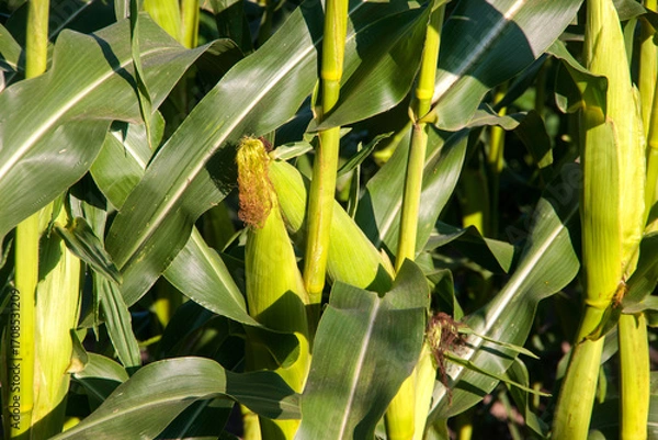 Fototapeta corn on the cob