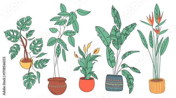 Fototapeta Set of tropical houseplants. Bird of paradise, banana palm, ficus, monstera and peace lily isolated on white background. Vector illustrations in flat style drawn by hand.