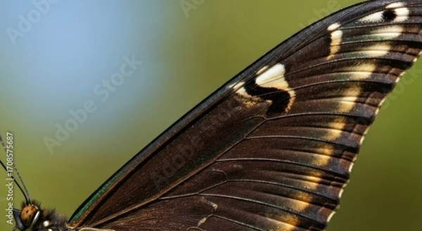Fototapeta Close-up of a butterfly's wing, dark brown with white markings