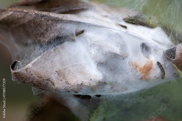 Fototapeta Brown-tail moth (Euproctis chrysorrhoea) young caterpillars building winter nest in autumn time, browntail moth caterpillars in web nest in September, Browntail moth caterpillars prepares for winter