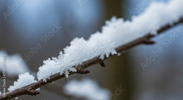 Fototapeta Close-up of delicate snow crystals clinging to a tree branch. Soft, white crystals on dark brown branch against a blurred background of winter trees