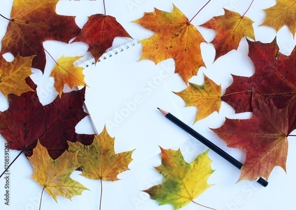 Fototapeta Colorful autumn leaves and pencils on white background. Flat lay, top view.