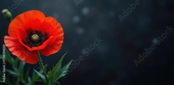 Fototapeta Vibrant red poppy blooms against a dark moody background