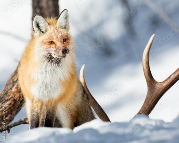 Obraz Red Fox Stands Guard-Yellowstone