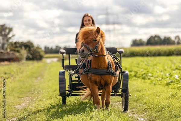 Fototapeta Woman driving a Shetland pony cart on country paths in summer