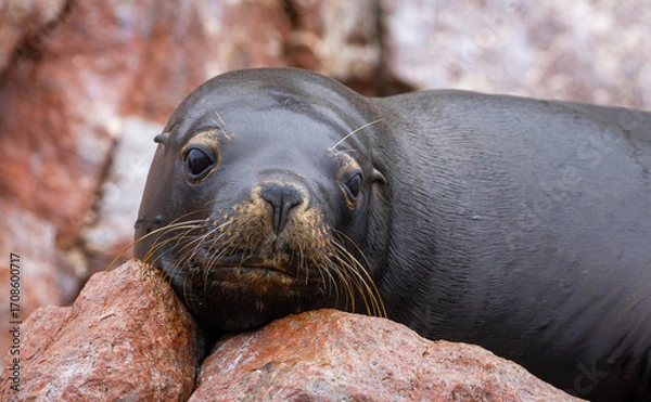 Obraz Eine Robbe in Paracas, Peru