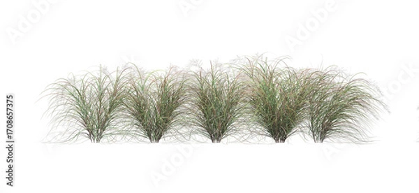 Fototapeta 3d render of Anemanthele lessoniana  , isolated over transparent background, PNG cut-out
