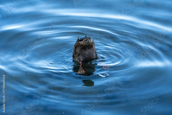Fototapeta Duck diving underwater in lake