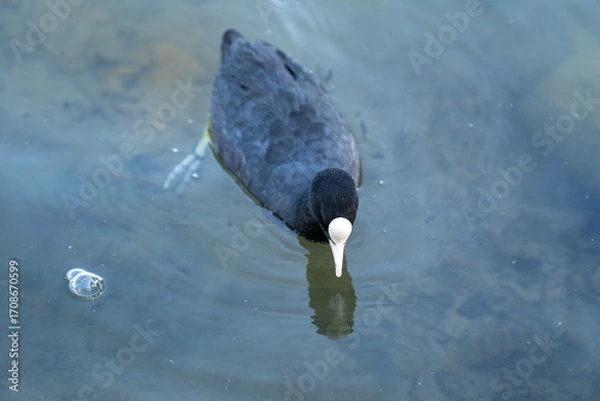 Fototapeta Eurasian coot swimming on lake water 