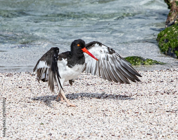 Obraz American Oystercatcher