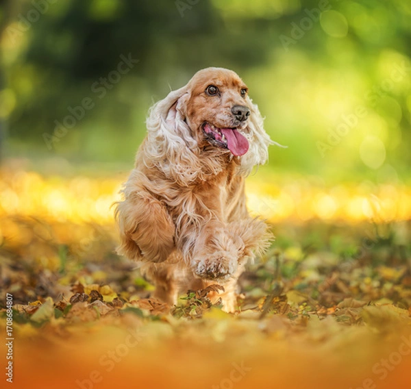 Fototapeta Happy dog enjoying fall season in nature with vibrant foliage