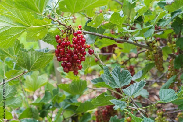 Fototapeta Ríbes multiflórum. Ripe red currants hanging on a bush.Deciduous shrub.