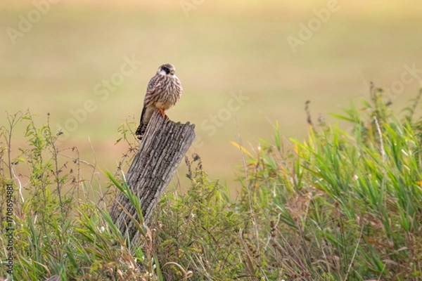 Obraz red tailed hawk