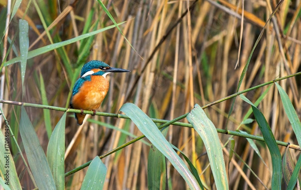 Obraz kingfisher on the branch