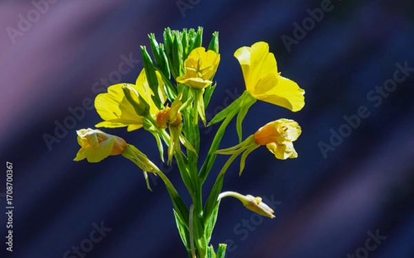 Fototapeta Yellow common evening primrose wild flower, Oenothera biennis, in different stages of opening and closing, against a dark blue background