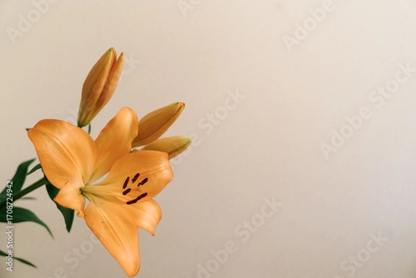 Fototapeta Branch of soft orange lilies on a light beige or white background, minimal botanical composition. Copy space
