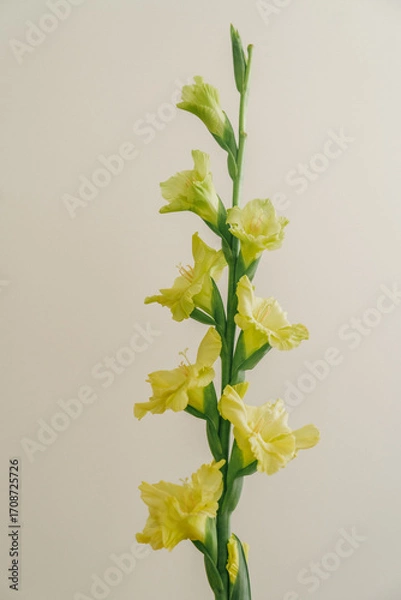 Fototapeta Single yellow gladiolus branch on light beige or white background, minimalistic botanical composition.