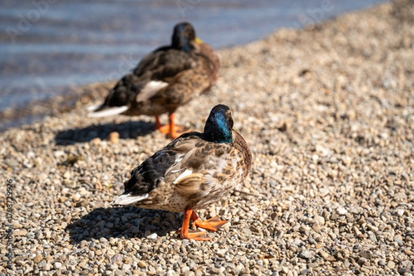 Fototapeta Duck standing on pebbled ground in natural outdoor habitat