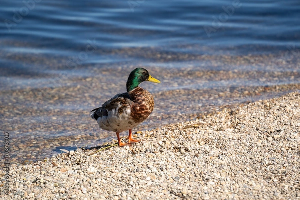 Fototapeta Duck standing on pebbled ground in natural outdoor habitat