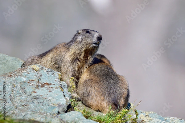 Obraz Alpine marmot