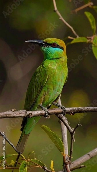 Fototapeta A vibrant green bird perched on a branch
