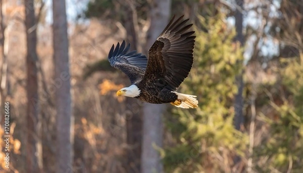 Obraz Bald eagle in flight against a forest backdrop