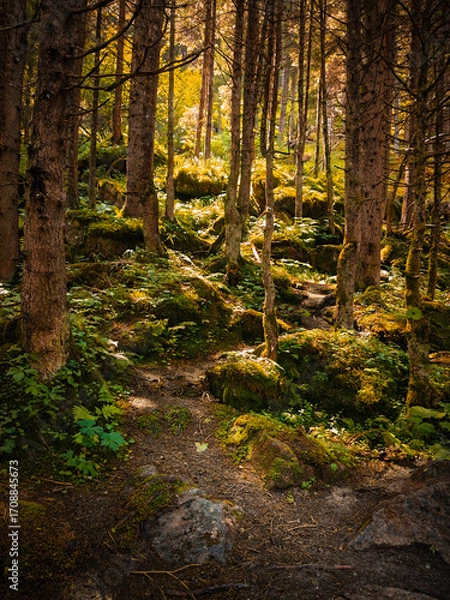 Fototapeta Krimml, Austria - 08-06-2025 : forest along the hiking trail at the krimml waterfalls