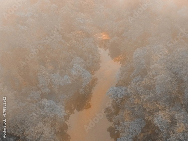 Fototapeta Forest